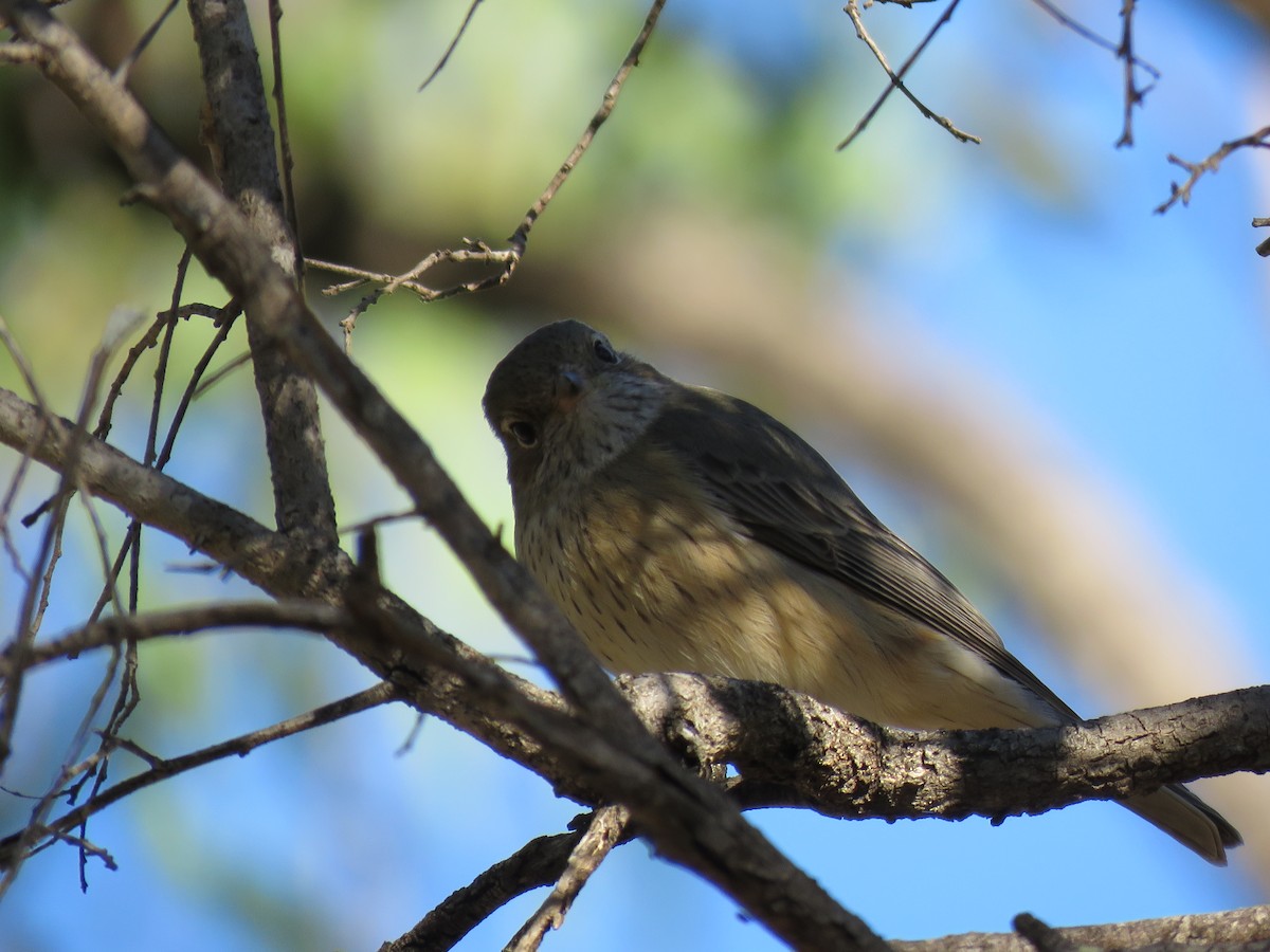 Rufous Whistler - ML357365651