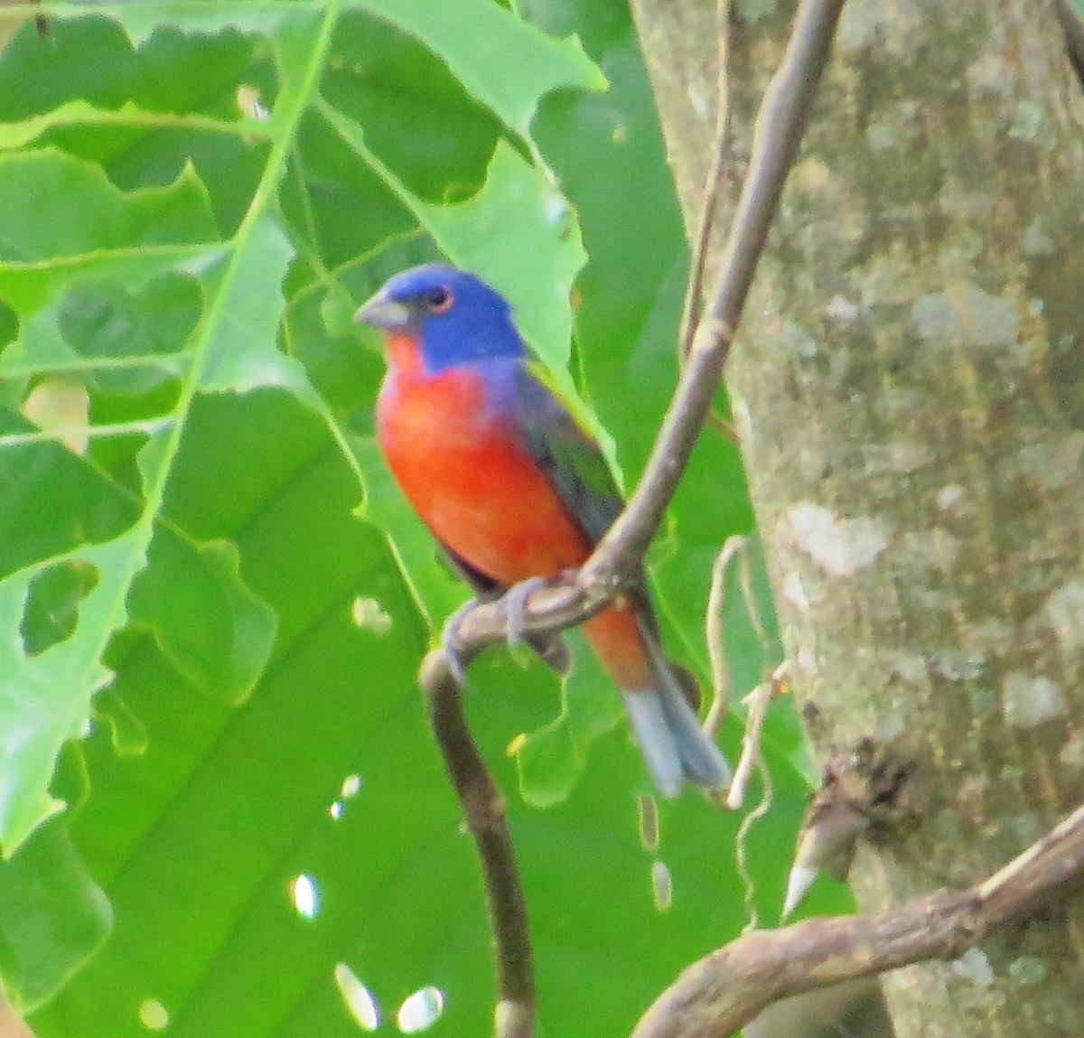 Painted Bunting - ML35736651