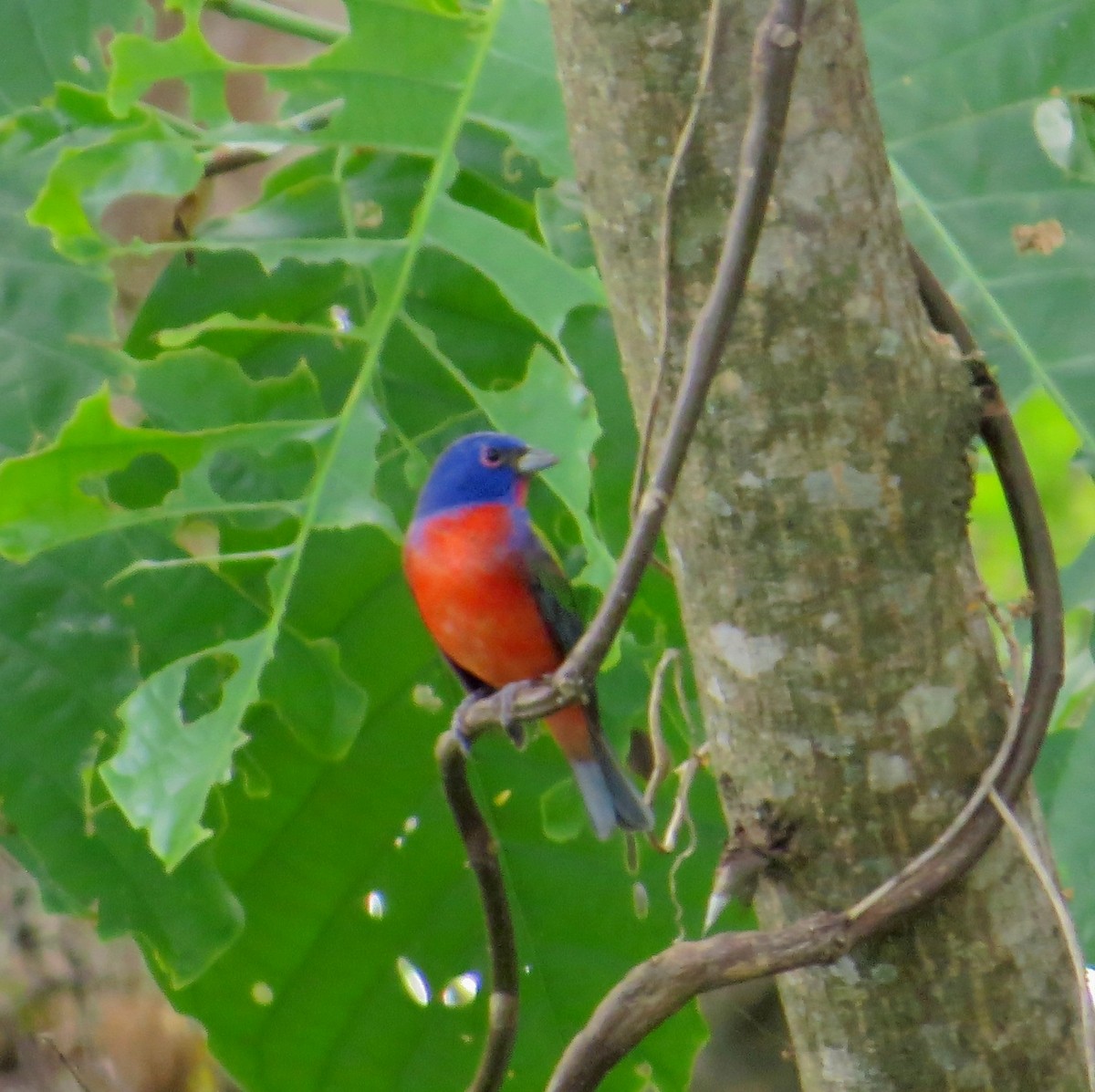 Painted Bunting - ML35736671