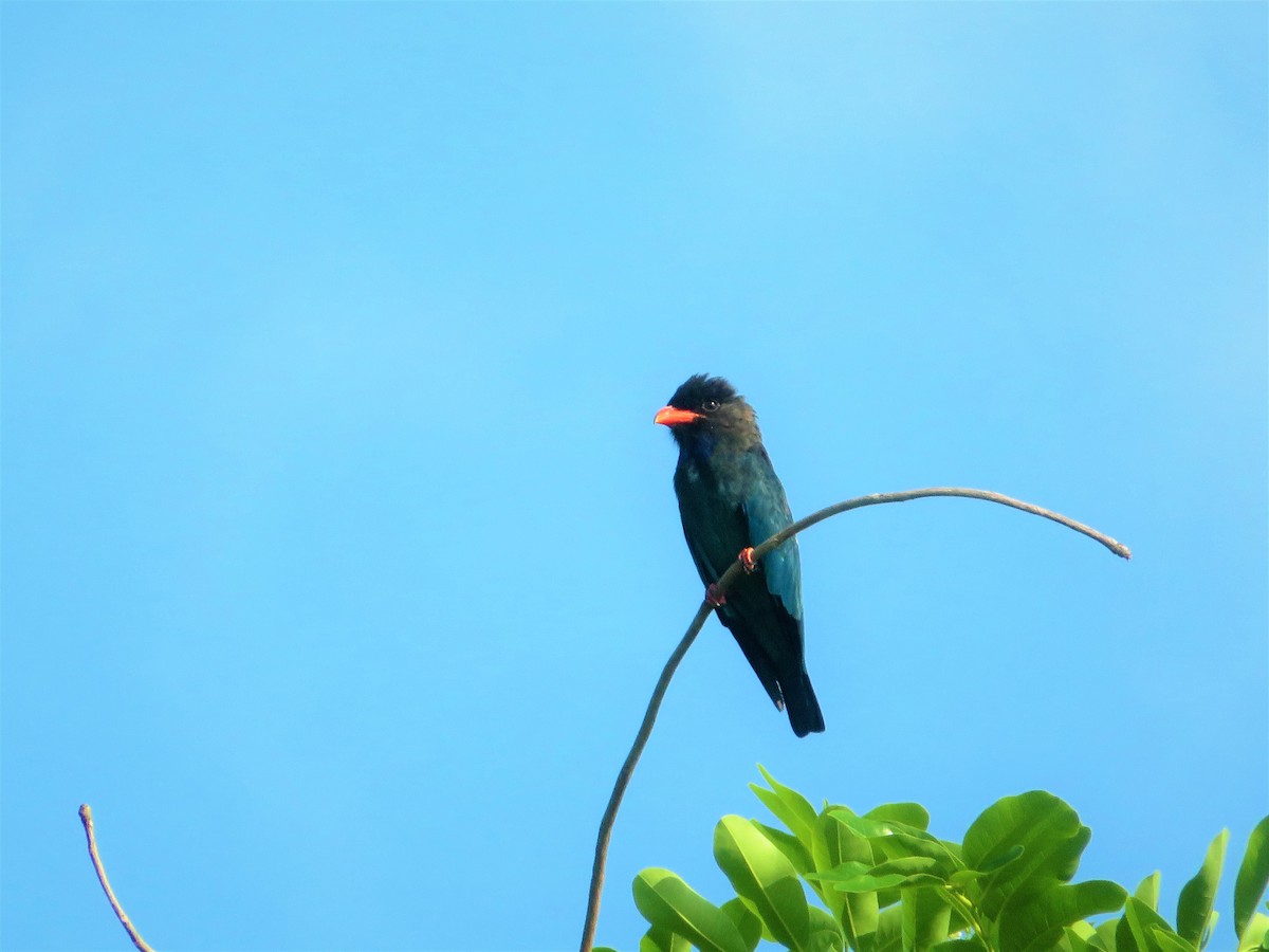 Dollarbird - ML357368381