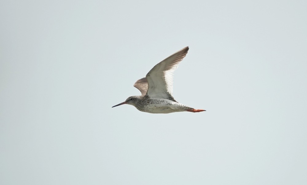 Common Redshank - ML357370111