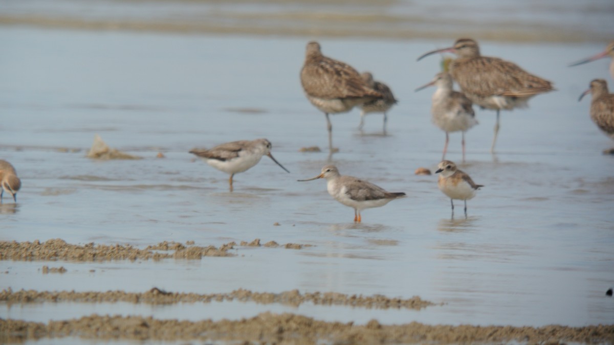 Terek Sandpiper - ML357370291