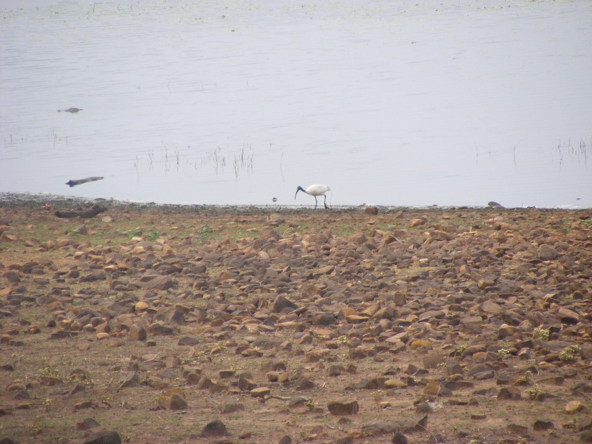 Black-headed Ibis - ML357373331