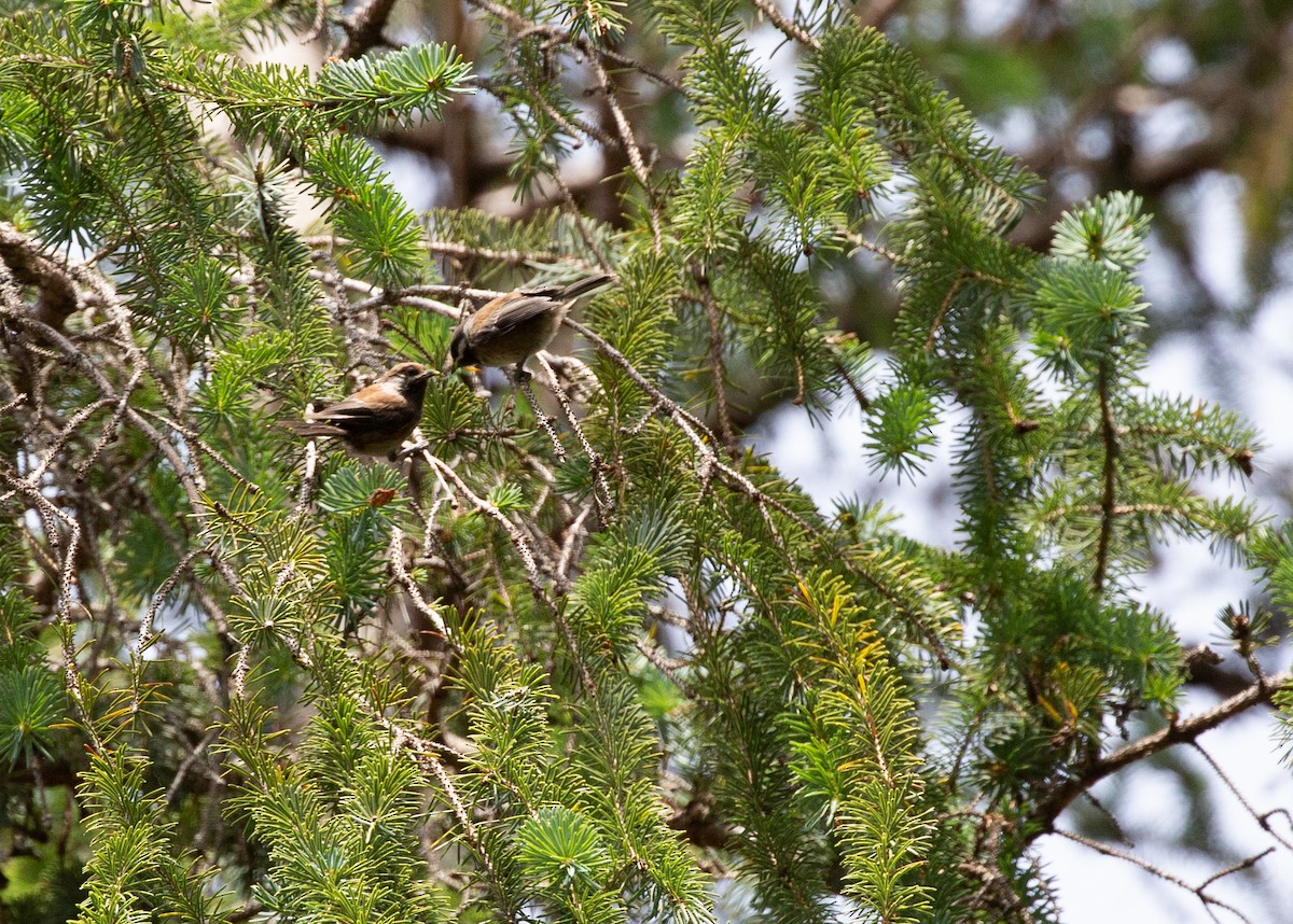Mésange à dos marron - ML357373841