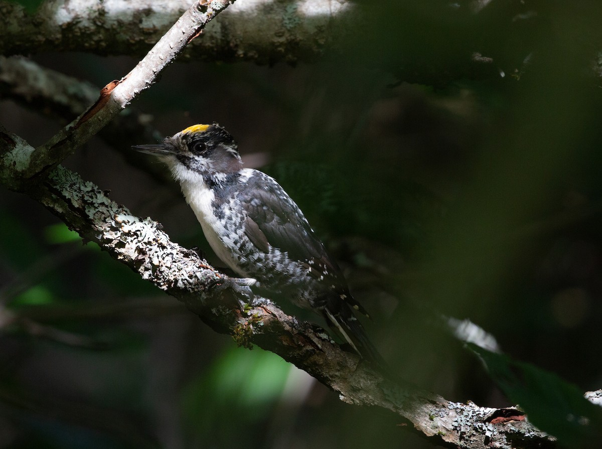 American Three-toed Woodpecker - ML357373851