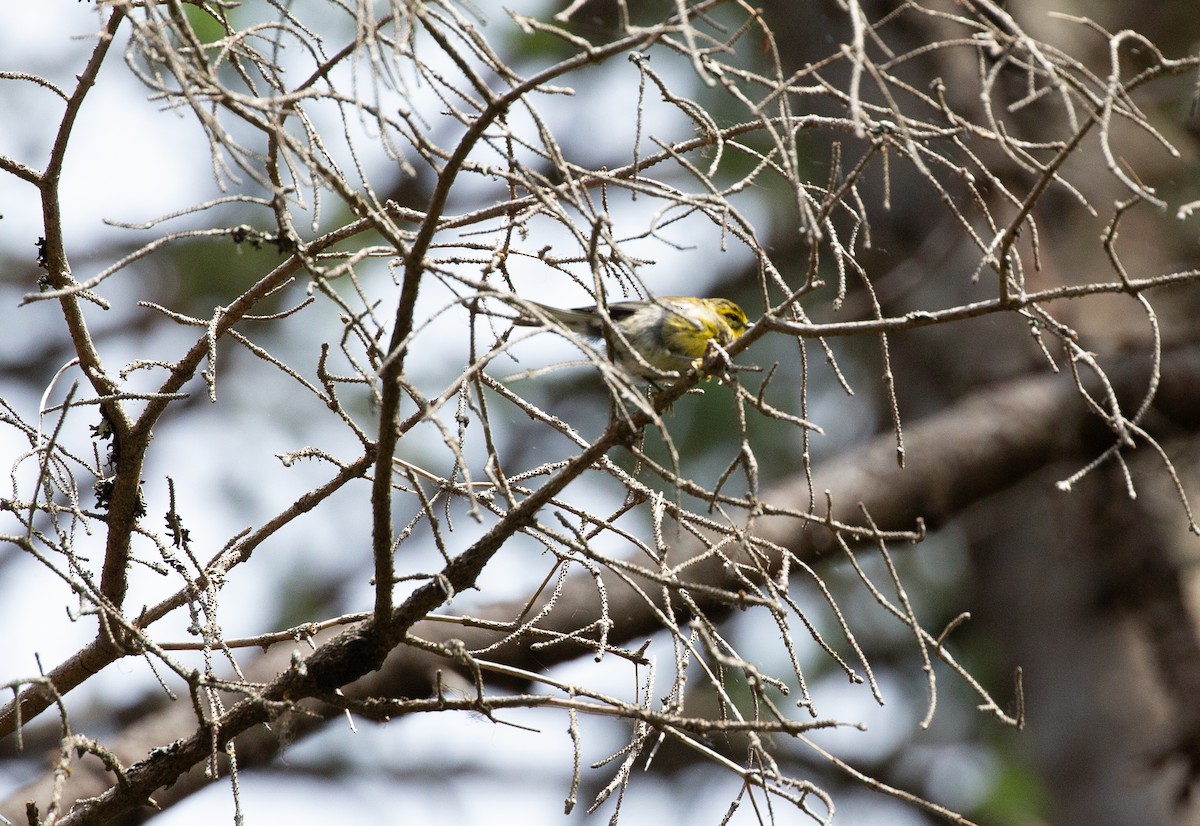 Townsend's Warbler - ML357373861