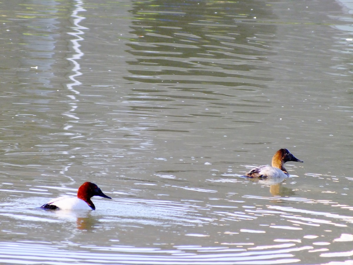 Canvasback - ML357375311