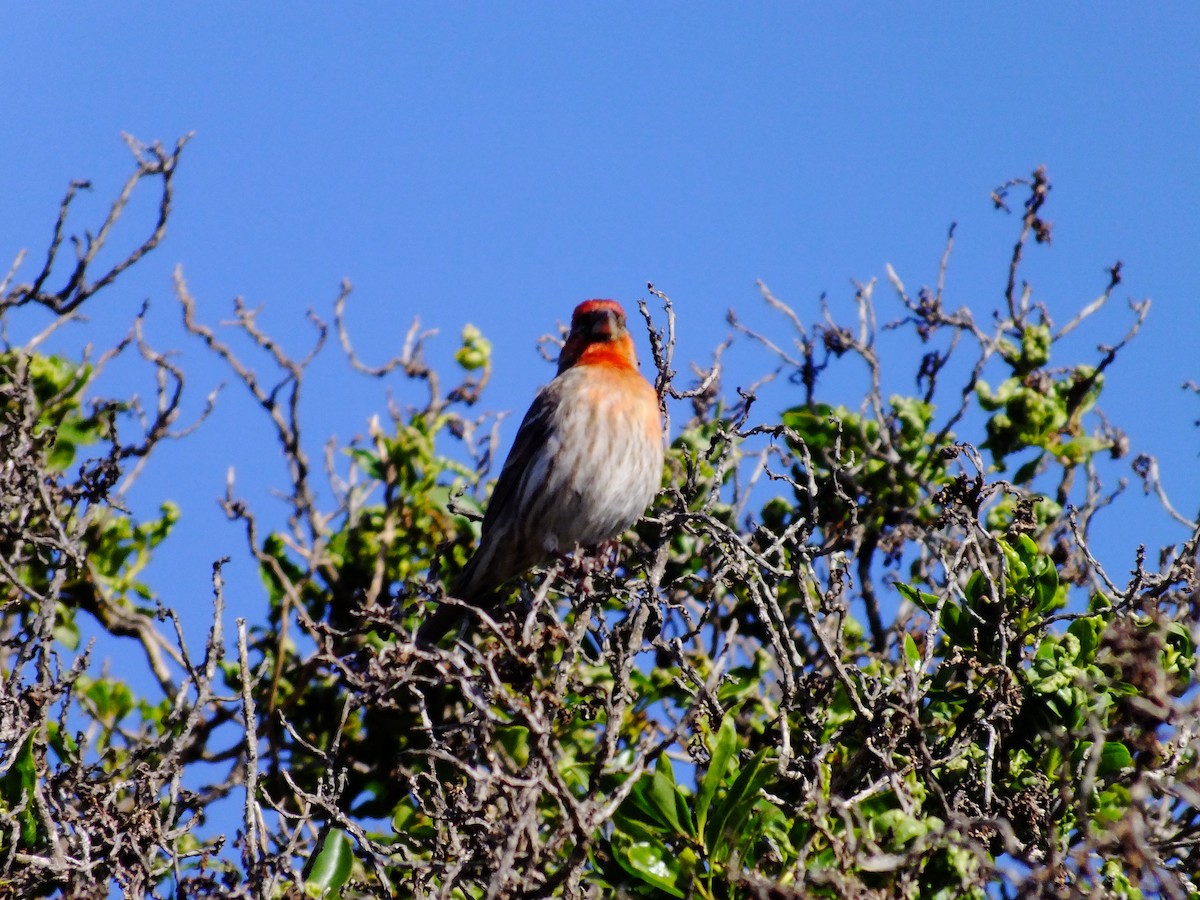 House Finch - ML357375621