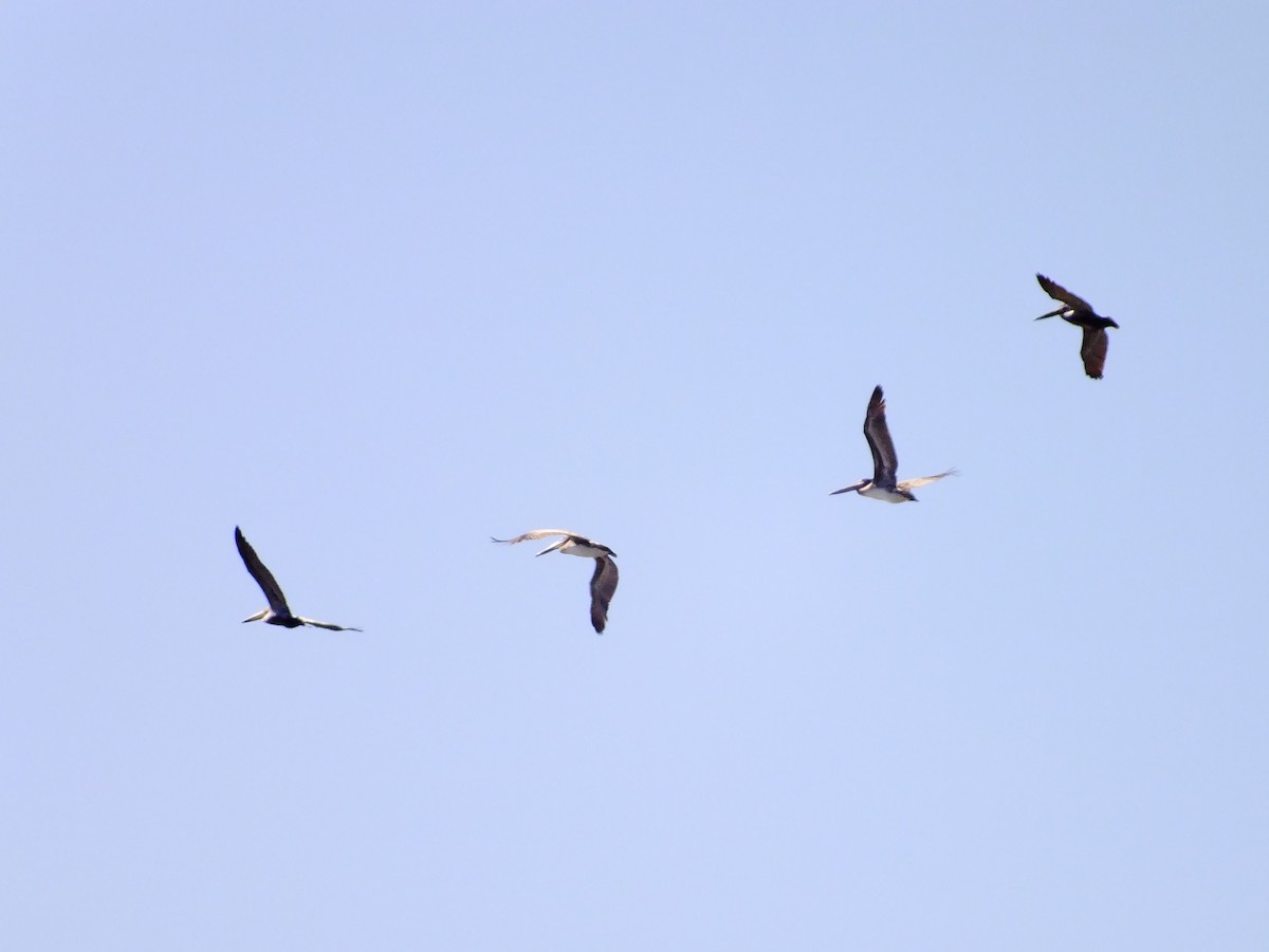 Brown Pelican - ML357375681