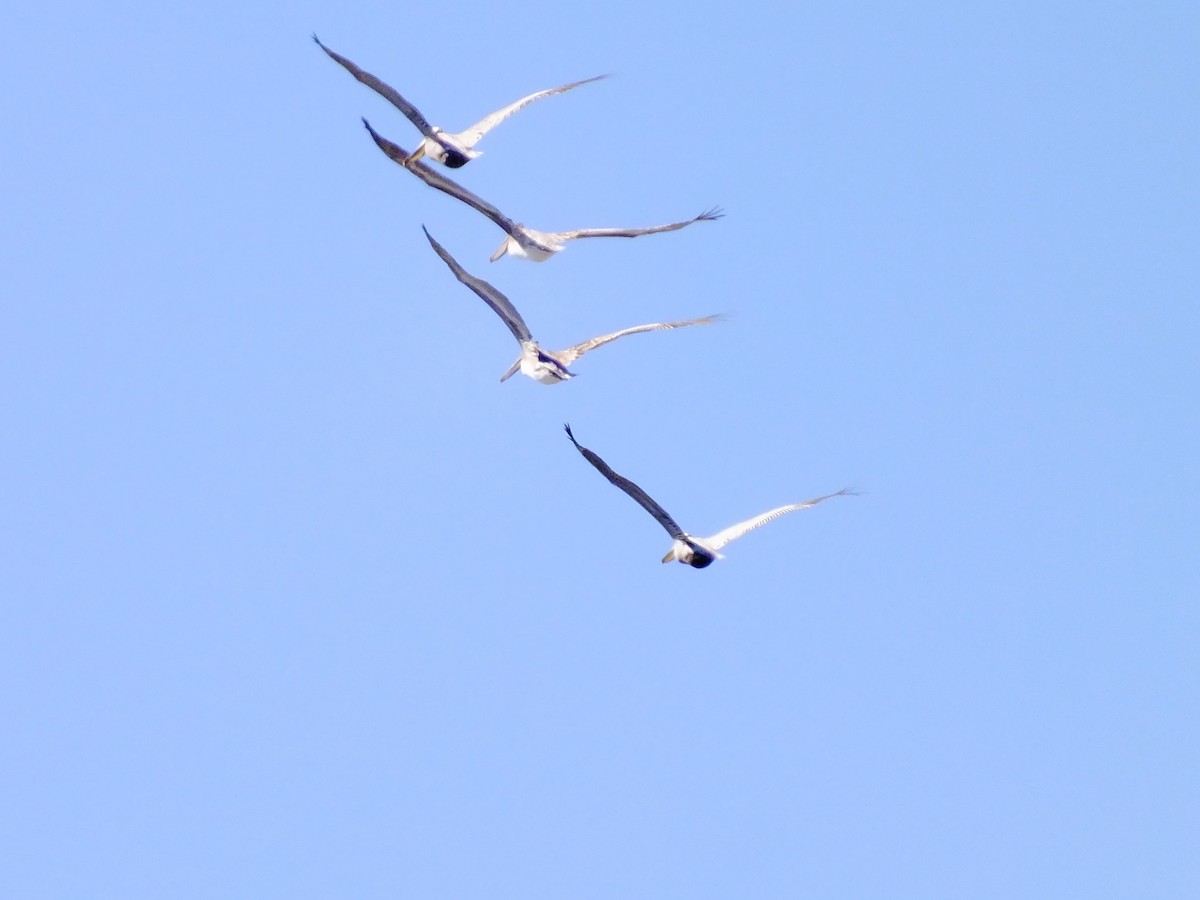 Brown Pelican - ML357375691