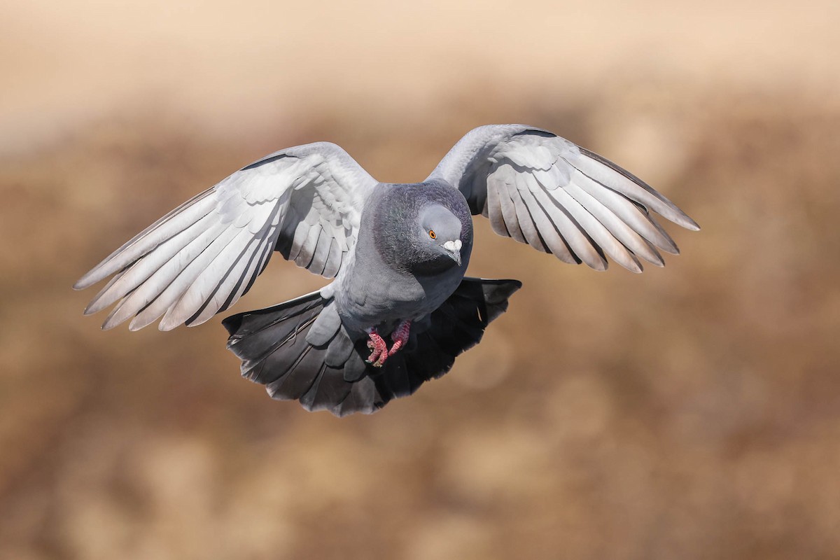 Rock Pigeon (Feral Pigeon) - ML357376781