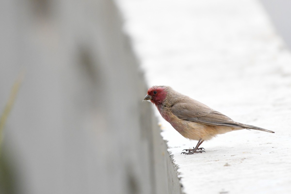 Pale Rosefinch - Joye Zhou