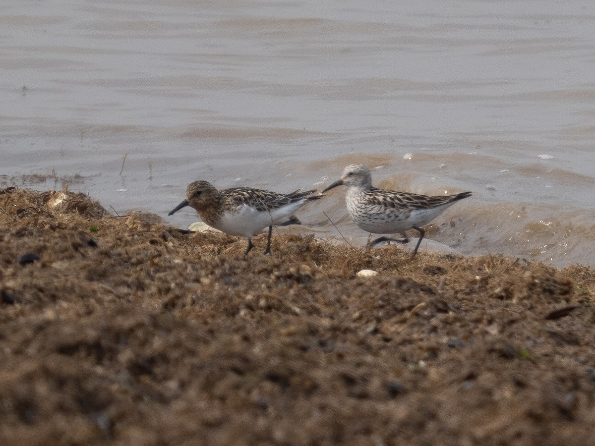 White-rumped Sandpiper - ML357377291