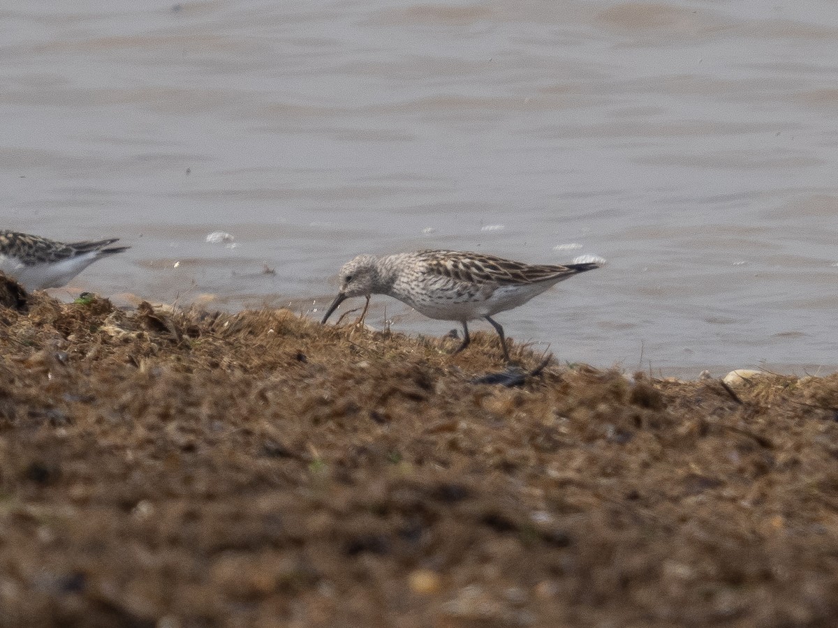 Weißbürzel-Strandläufer - ML357377301