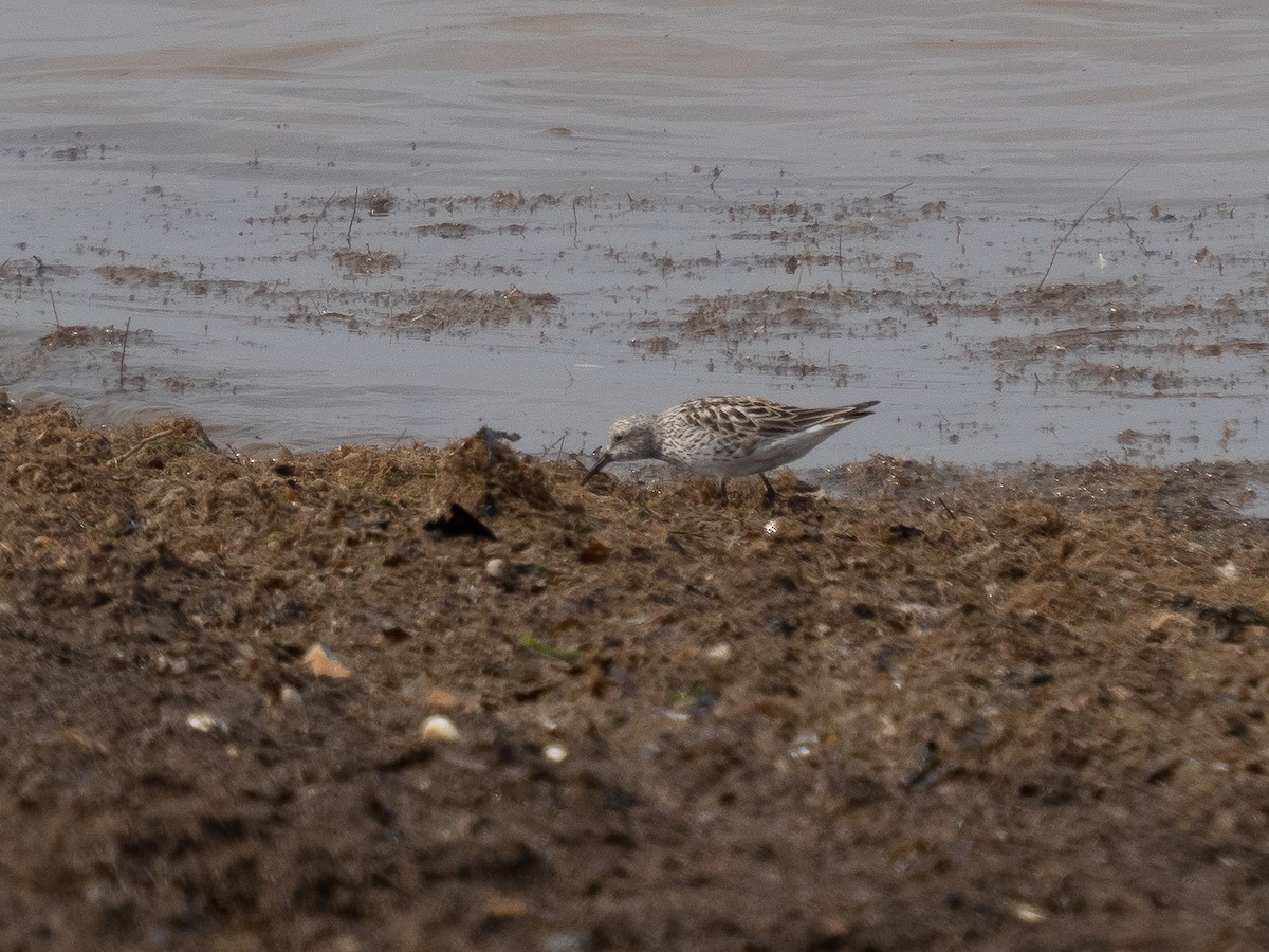 White-rumped Sandpiper - ML357377331