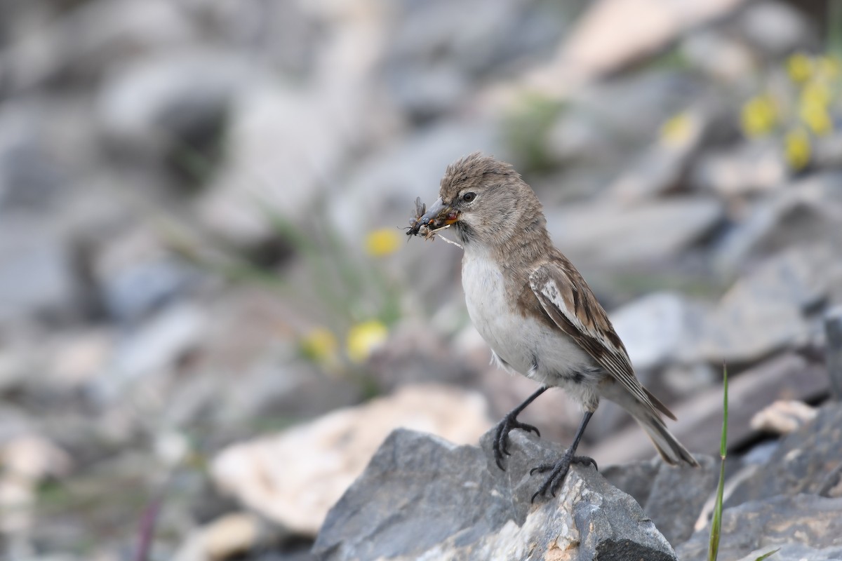 Tibetan Snowfinch - ML357377461