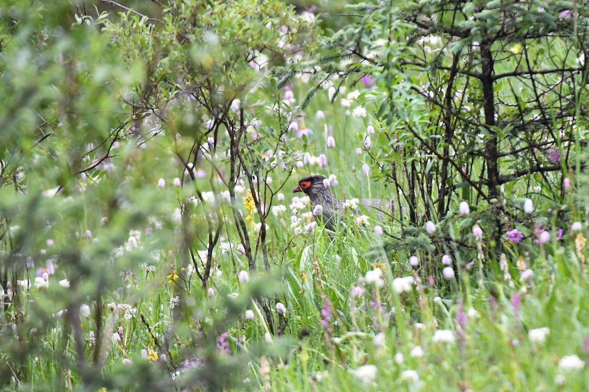 Blood Pheasant - ML357377641