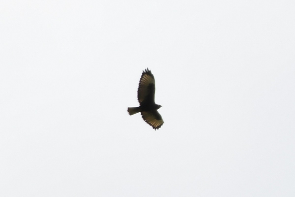 Himalayan Buzzard - Joye Zhou