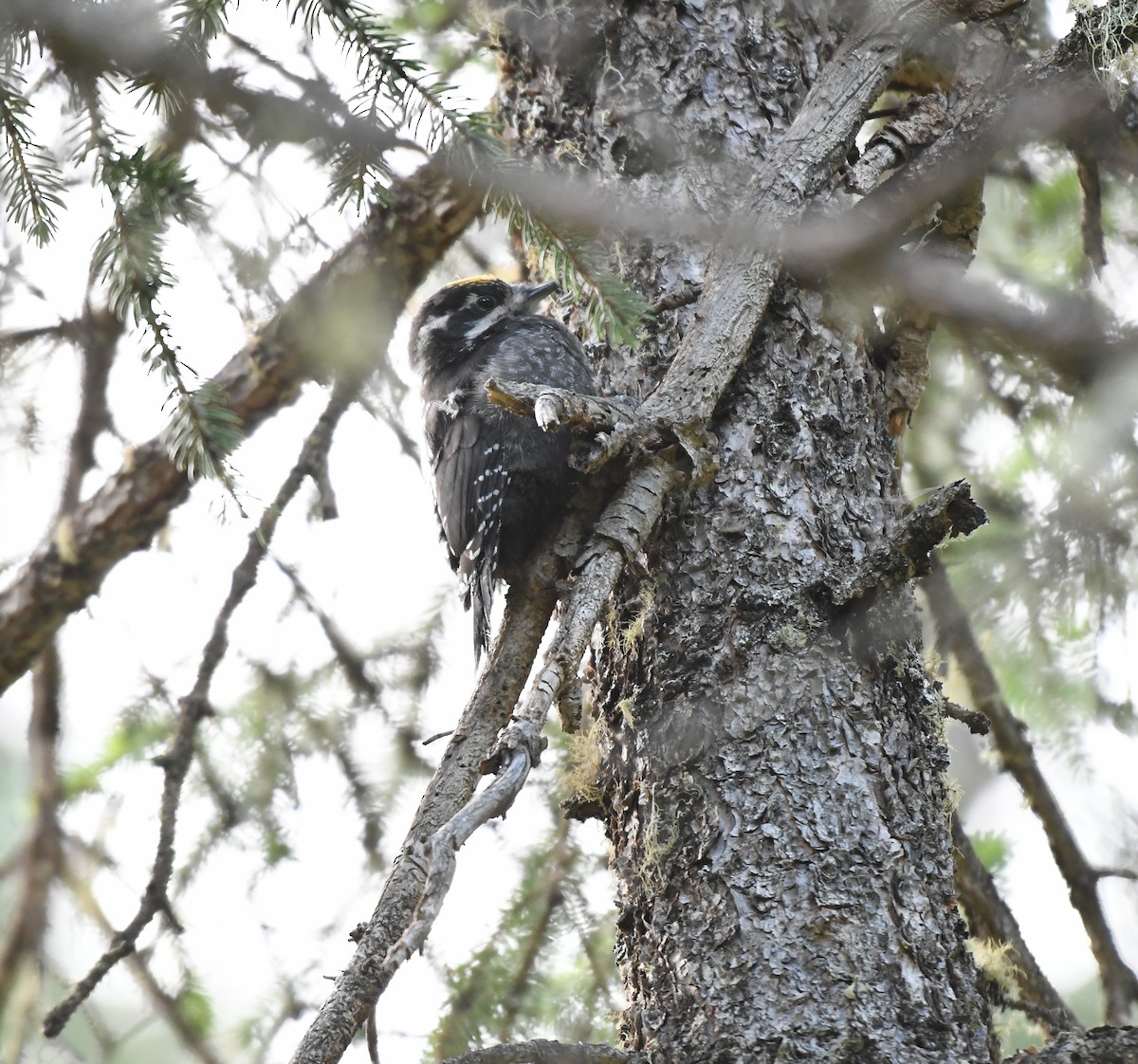 Eurasian Three-toed Woodpecker (Dark-bodied) - ML357377811