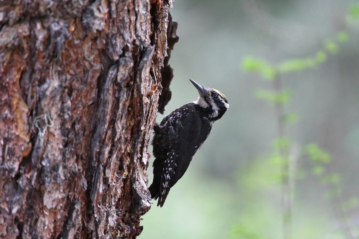 Eurasian Three-toed Woodpecker (Dark-bodied) - ML357377861