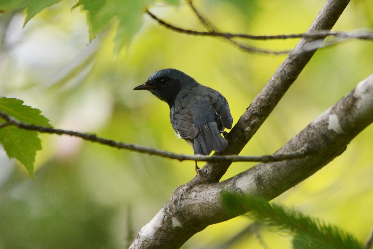 Black-throated Blue Warbler - ML357380691