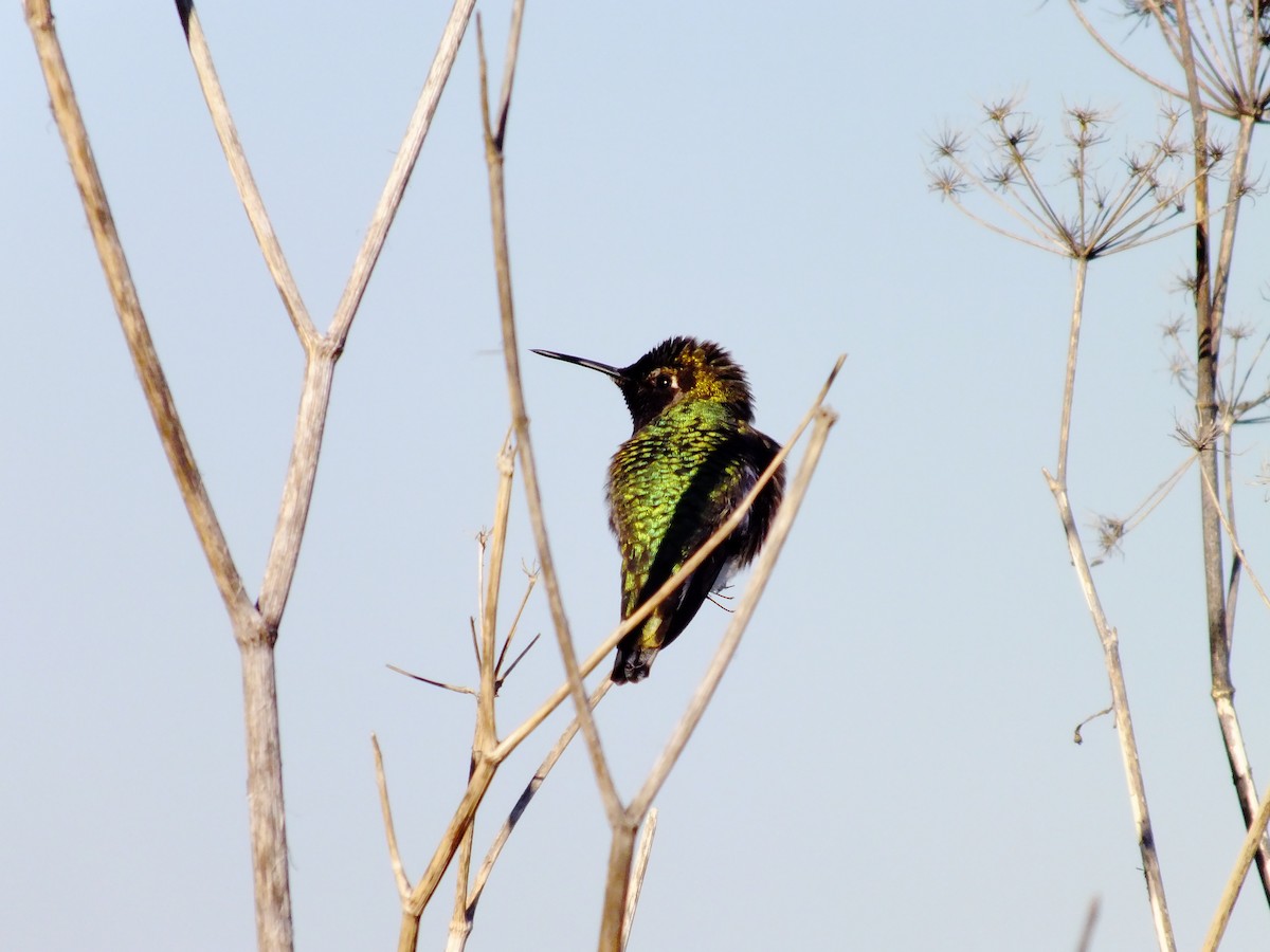 rødmaskekolibri - ML357381181