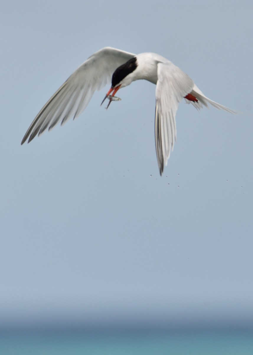 Roseate Tern - ML357382231