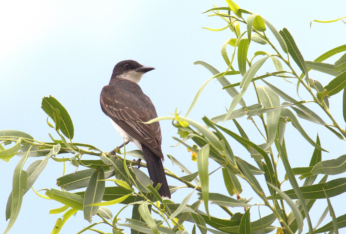 Eastern Kingbird - ML357383251