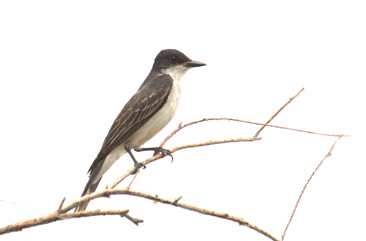 Eastern Kingbird - ML357383261