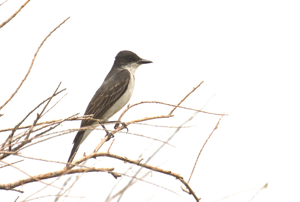 Eastern Kingbird - ML357383271