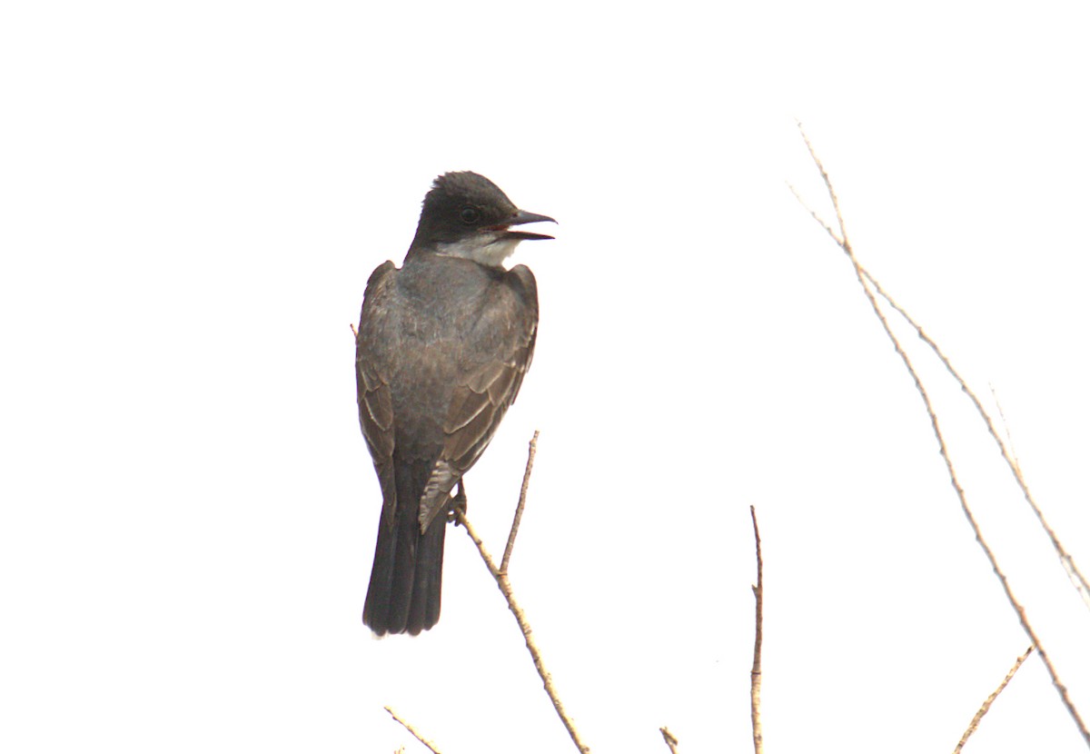 Eastern Kingbird - ML357383281