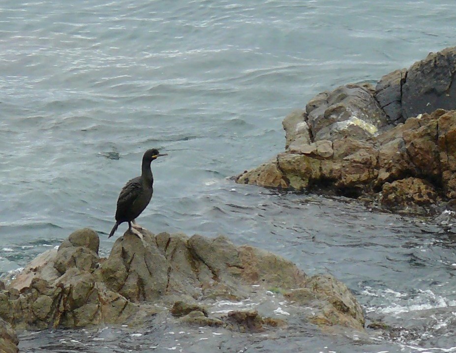 European Shag (Mediterranean) - ML357383621