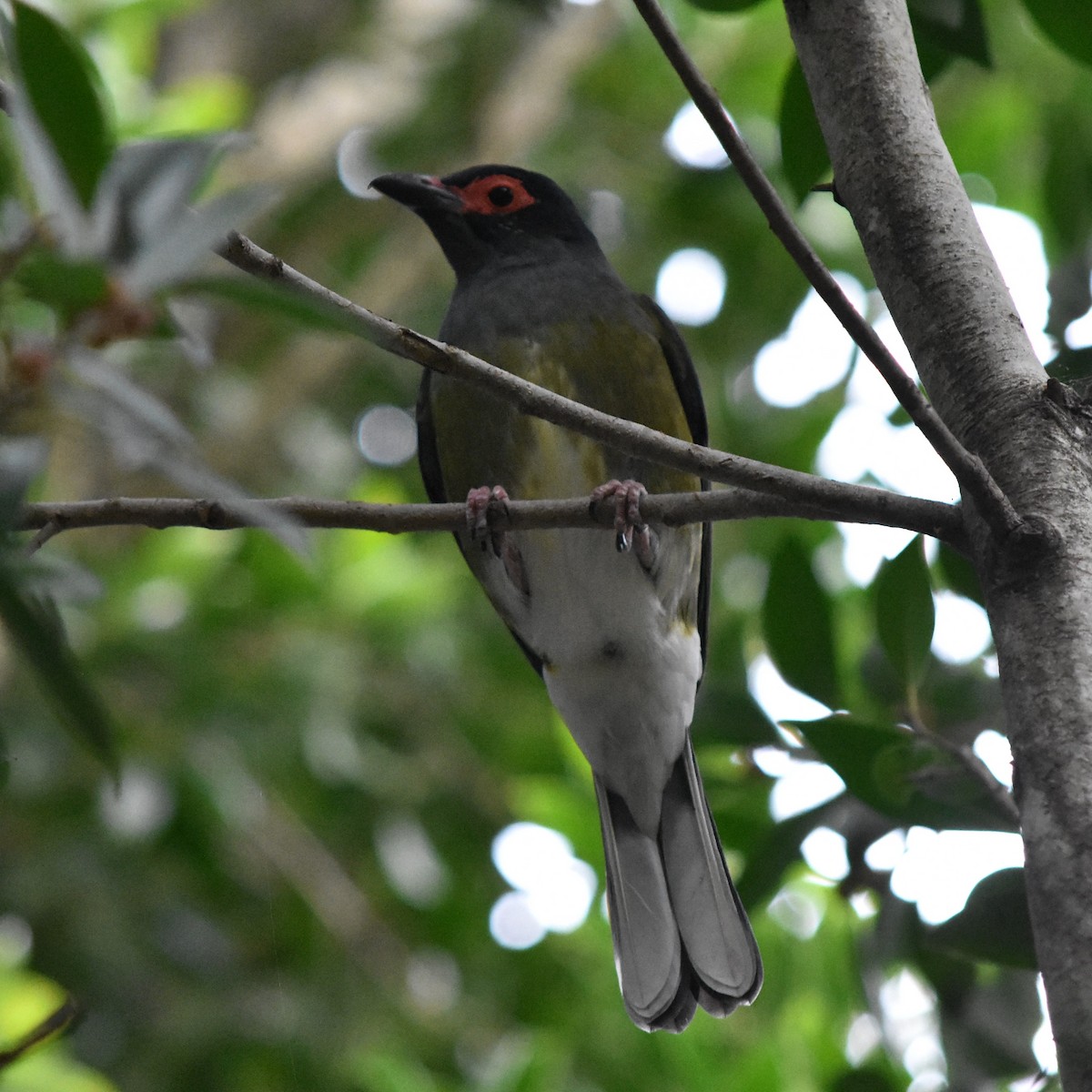 Australasian Figbird - ML357384131