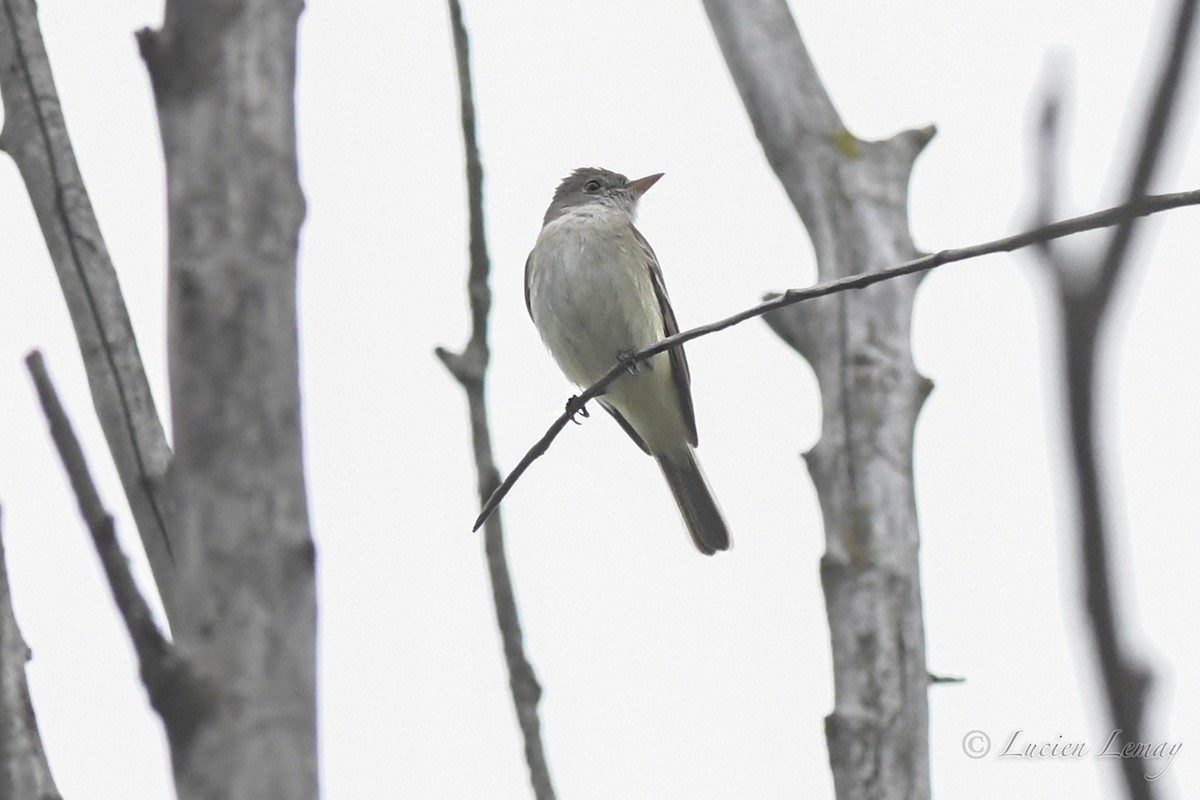 Alder Flycatcher - ML357384811