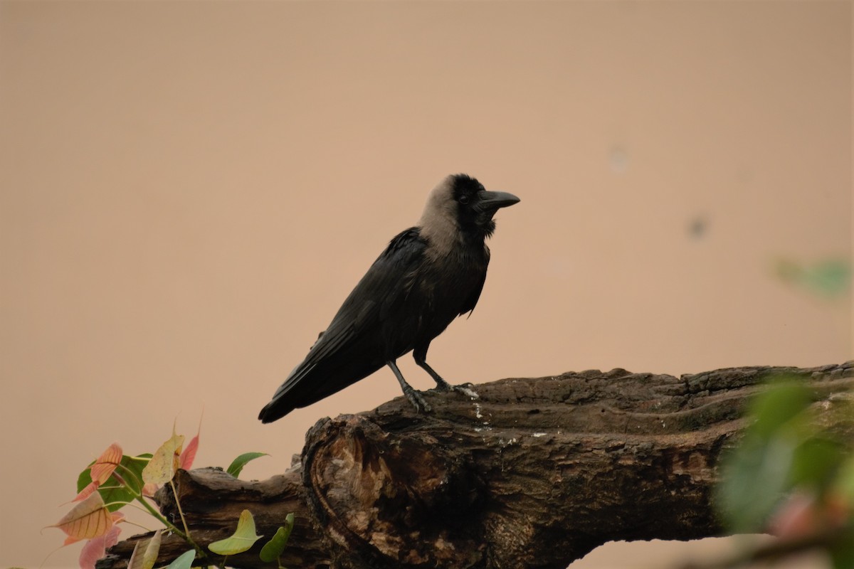 House Crow - Tushar Agarwal