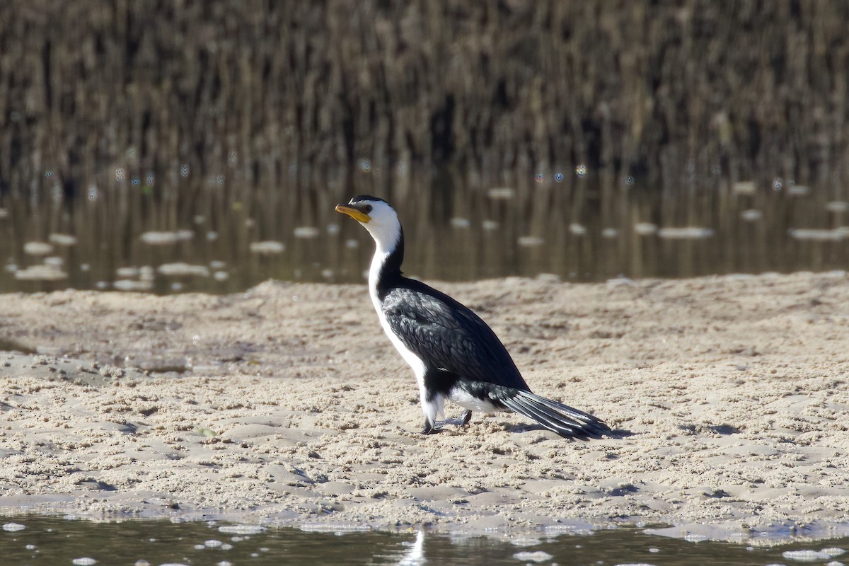 Little Pied Cormorant - ML357385161