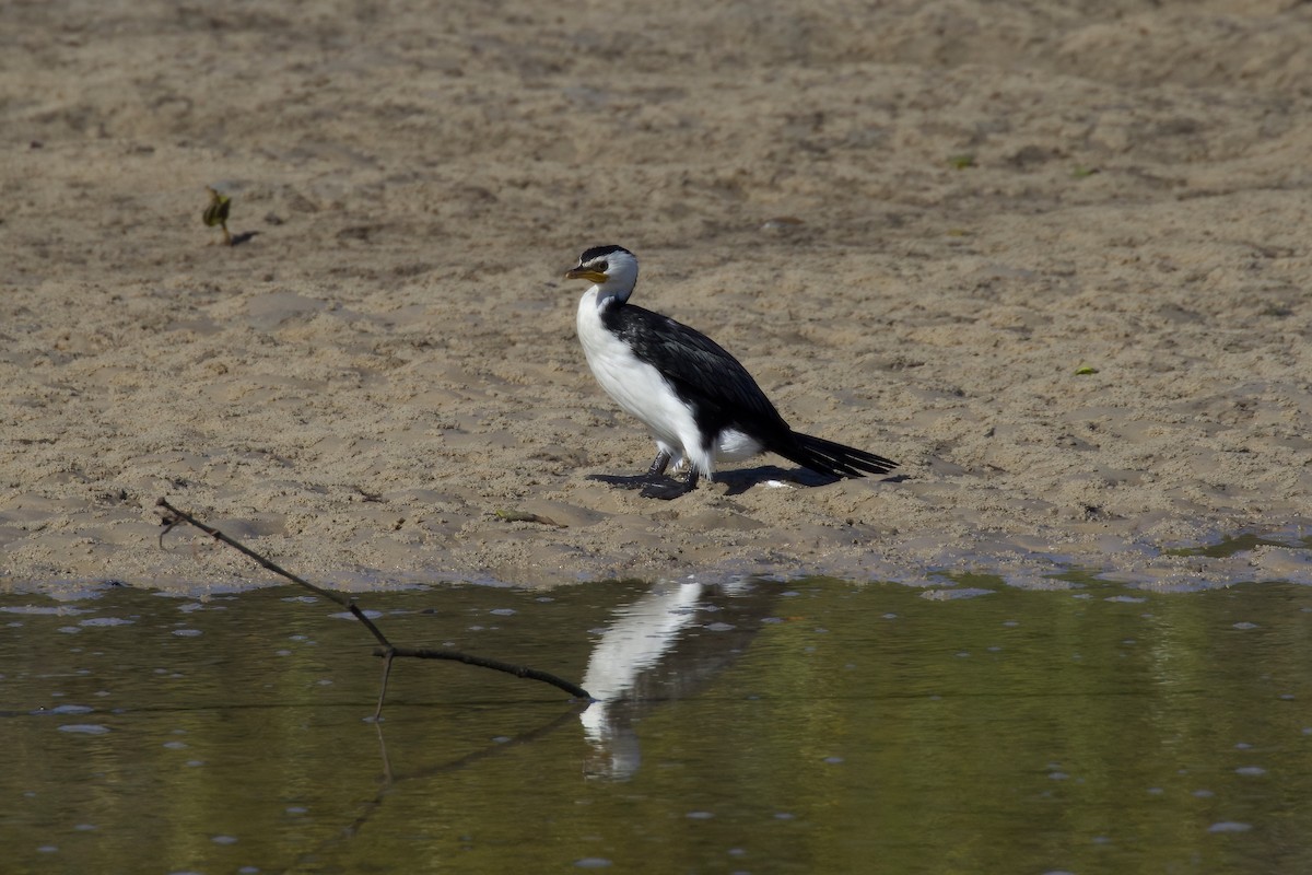 Little Pied Cormorant - ML357385171