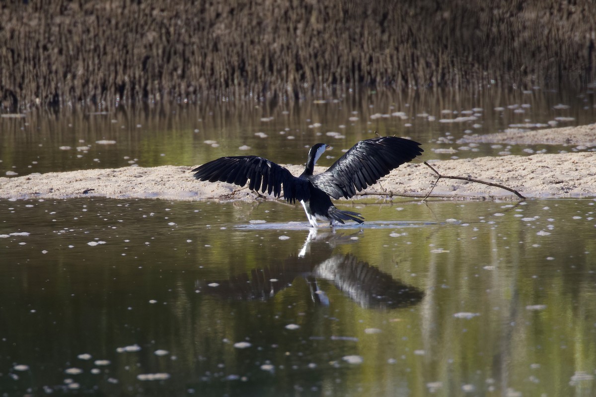 Little Pied Cormorant - ML357385181