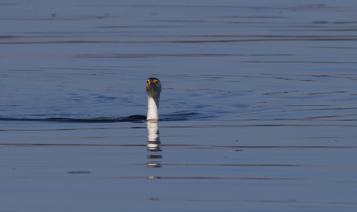 Pied Cormorant - ML357385191