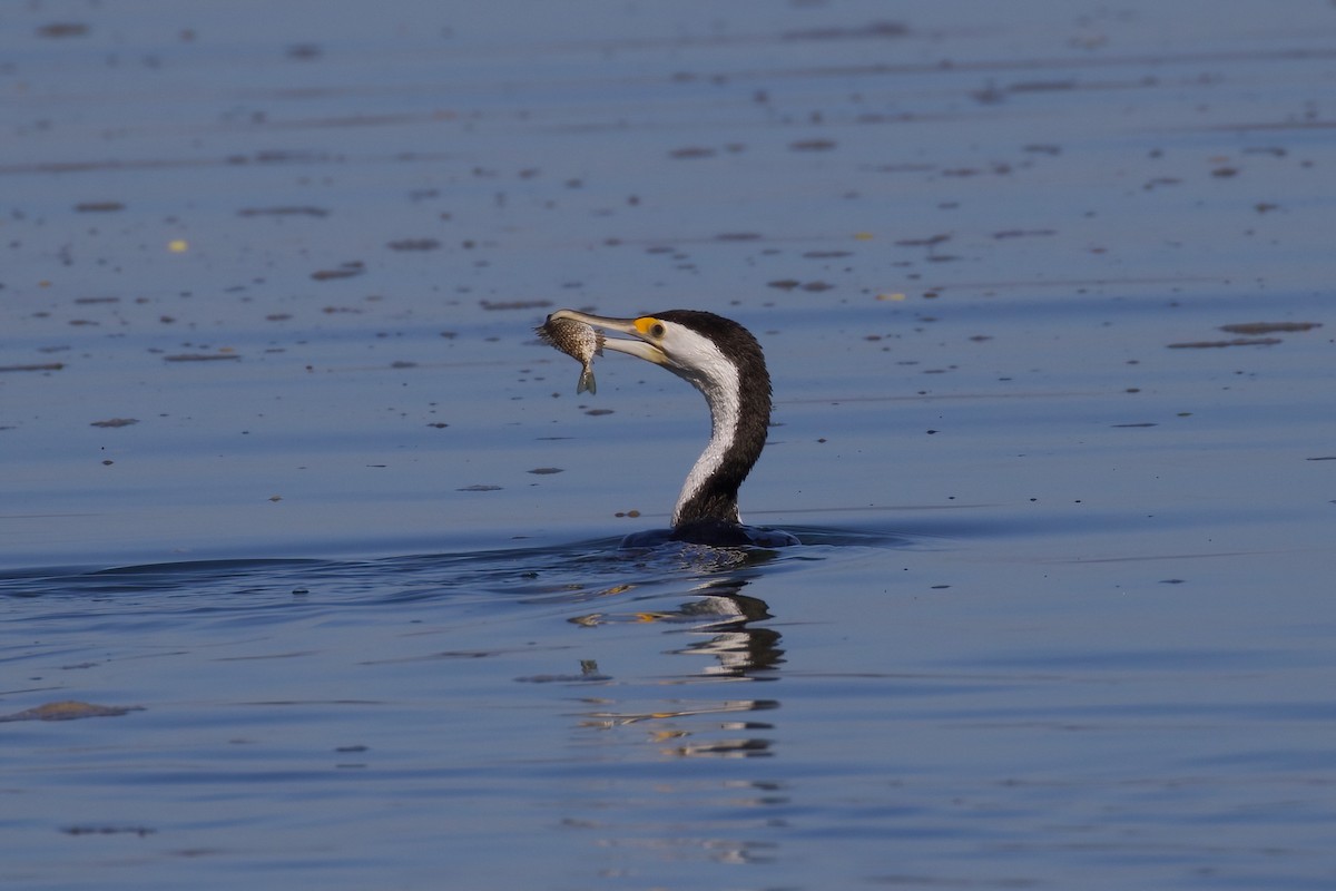 Pied Cormorant - ML357385201