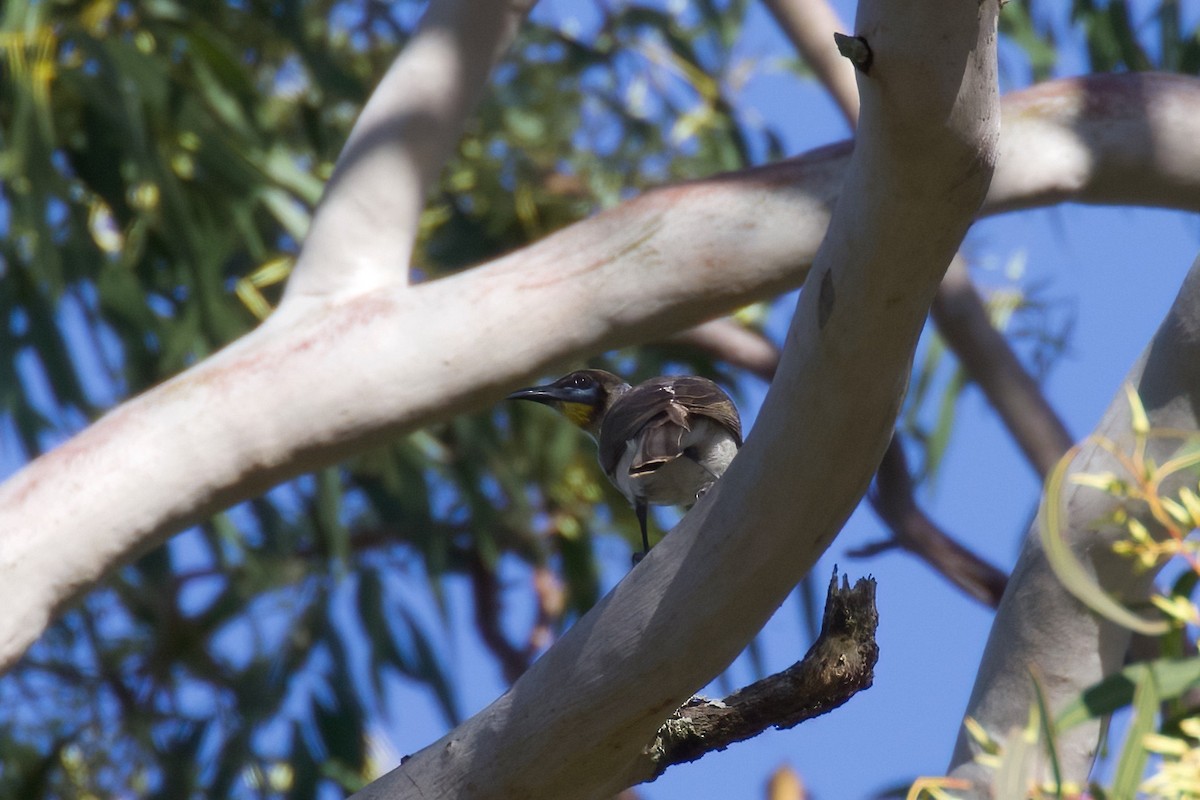 Little Friarbird - ML357387421