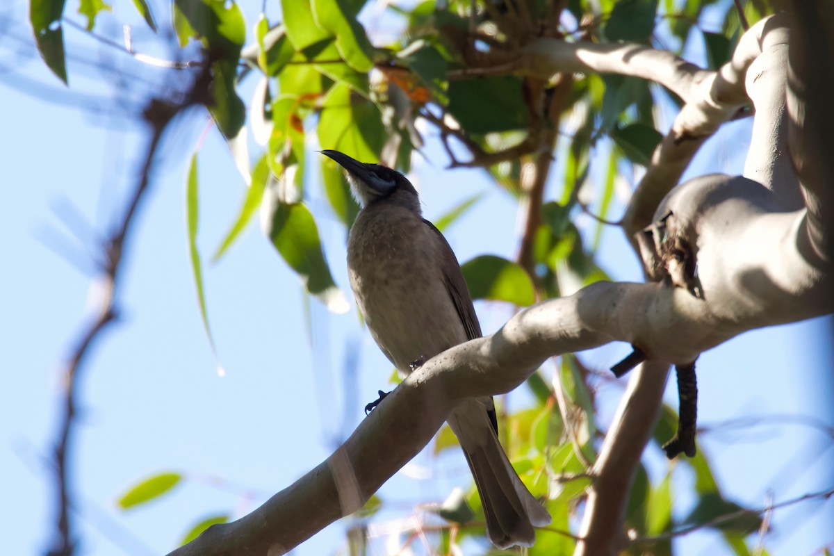 Little Friarbird - ML357387431