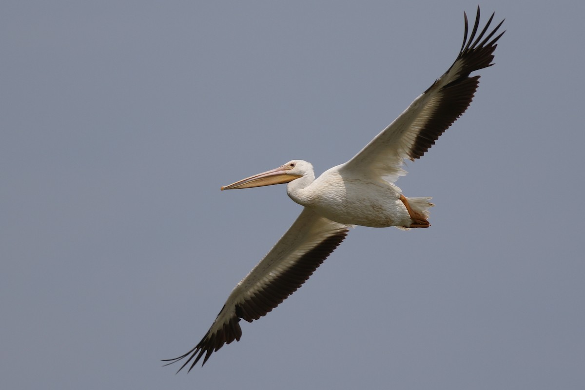pelikán severoamerický - ML357388351