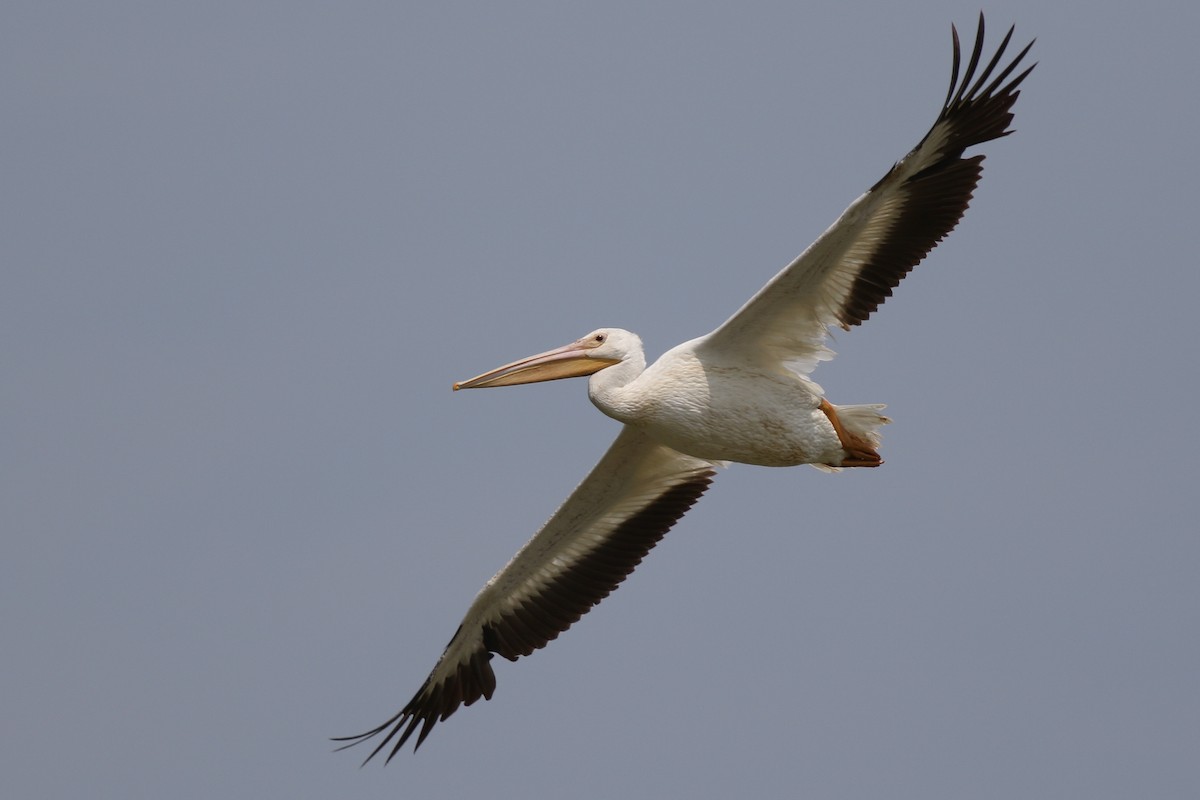 American White Pelican - ML357388351