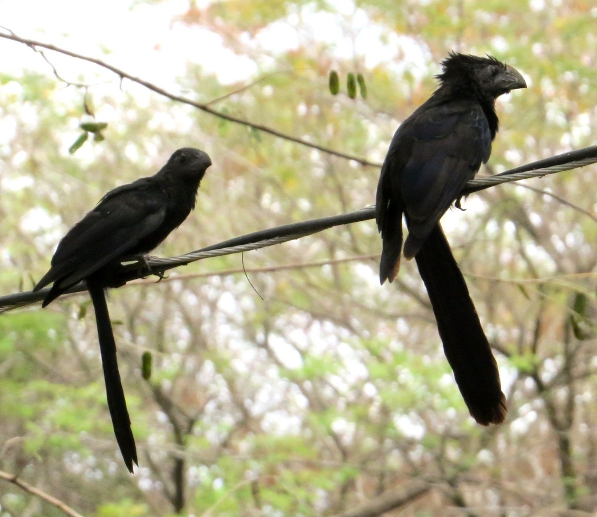 Groove-billed Ani - Nels Nelson