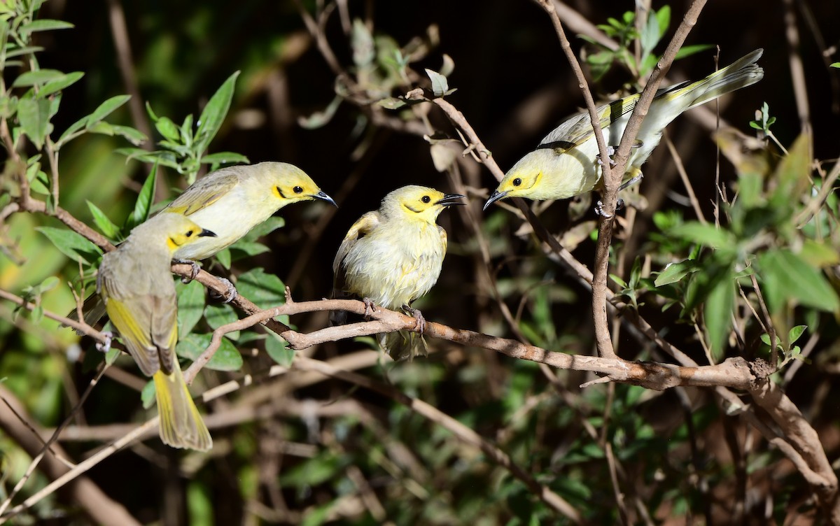 Yellow-tinted Honeyeater - ML357389911