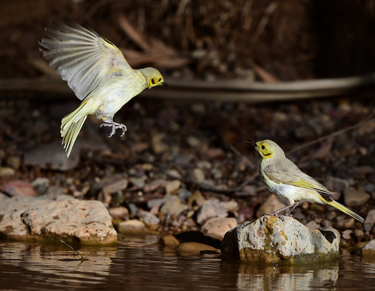 Yellow-tinted Honeyeater - ML357389941