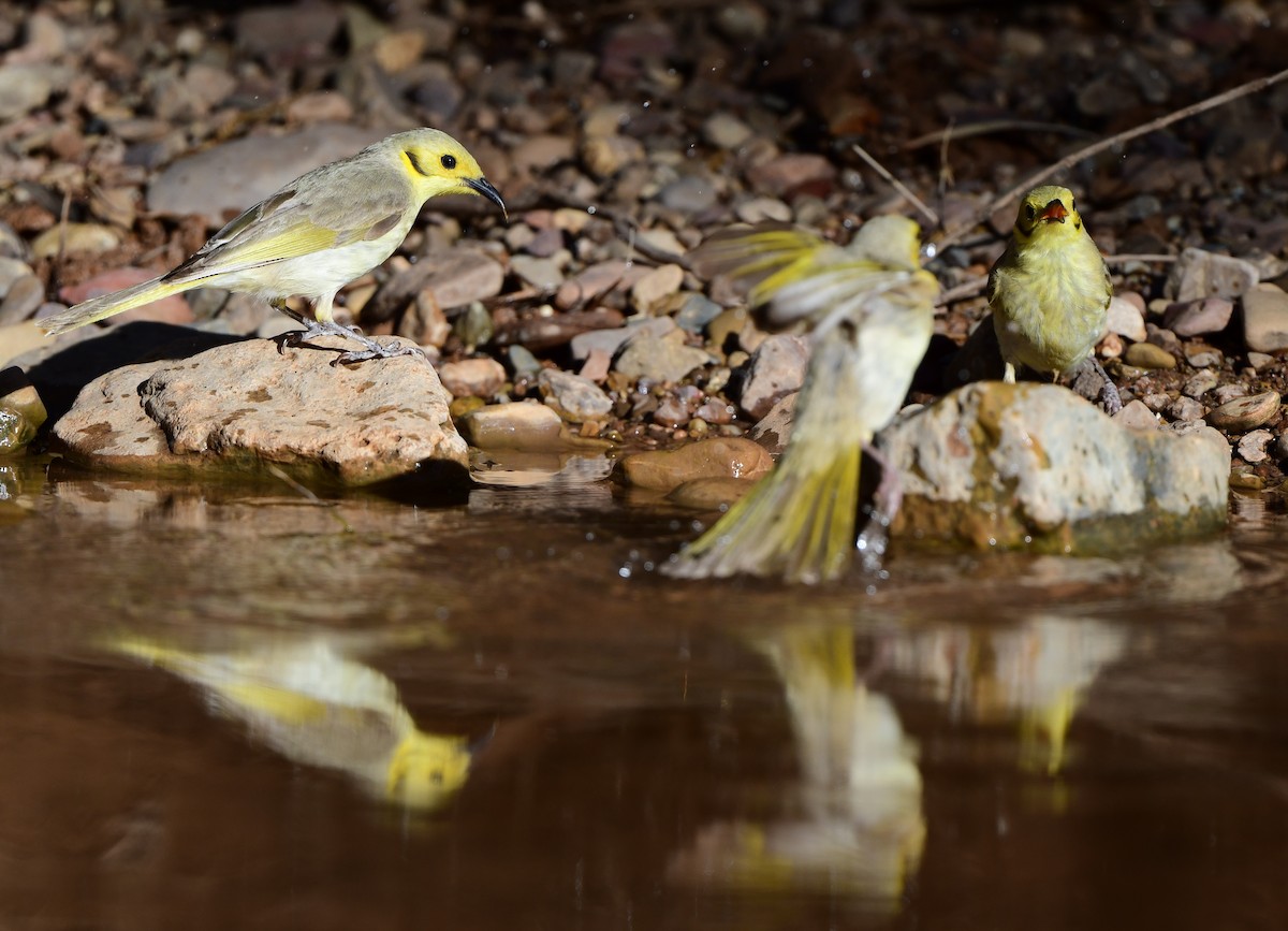 Yellow-tinted Honeyeater - ML357389981