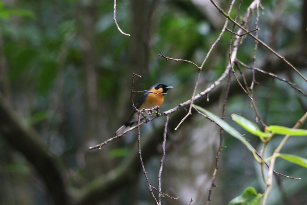 Australian Spectacled Monarch - ML357390171