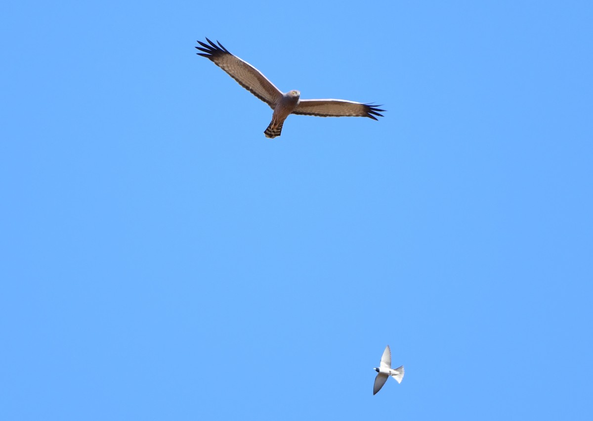 Spotted Harrier - ML357390451